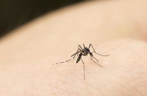 Những điều thú vị về muỗi
