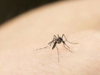 Những điều thú vị về muỗi